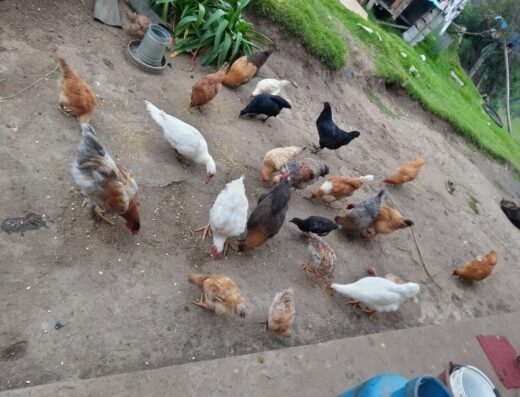Alimentos Buenos en Casa (ABEC) en la Ilaló