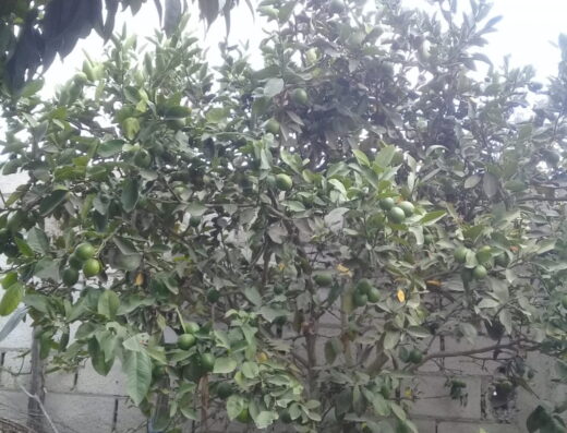Granja Integral Agroecológica Mayitas
